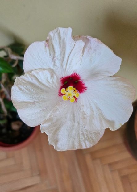  - Hibiscus