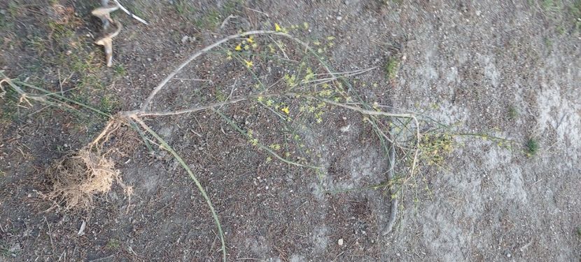 Jasminum nudiflorum iasomie de iarna - A Arbusti pomi decorativi și fructiferi urcatoare de vanzare