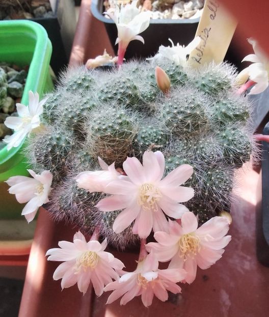 Rebutia albiflora - 2024