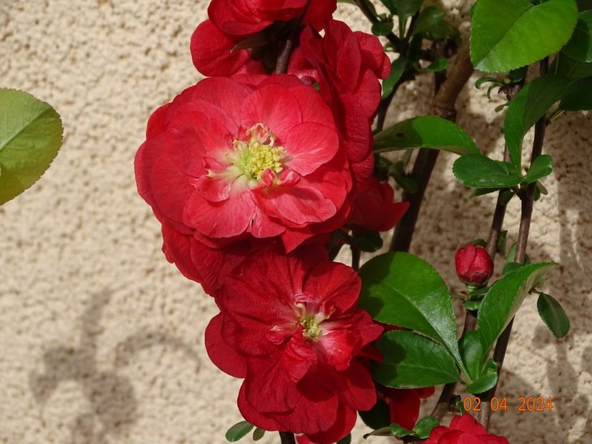 chaenomeles Scarlet Storm - Copacei si arbusti 2024