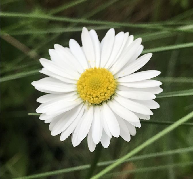 Bellis perennis (2020, April 17) - BELLIS Perennis