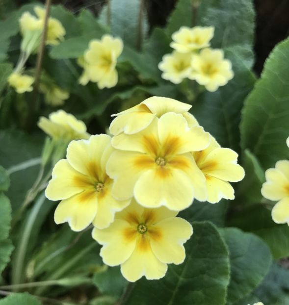 Yellow Primrose (2020, April 17) - Primula polyanthus Yellow