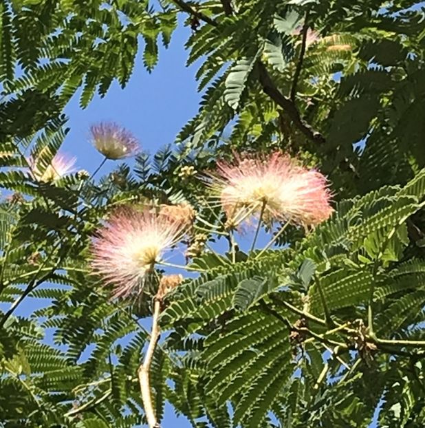 Albizia julibrissin_Silk Tree (2020, Jul.07) - Albizia julibrissin_Silk Tree