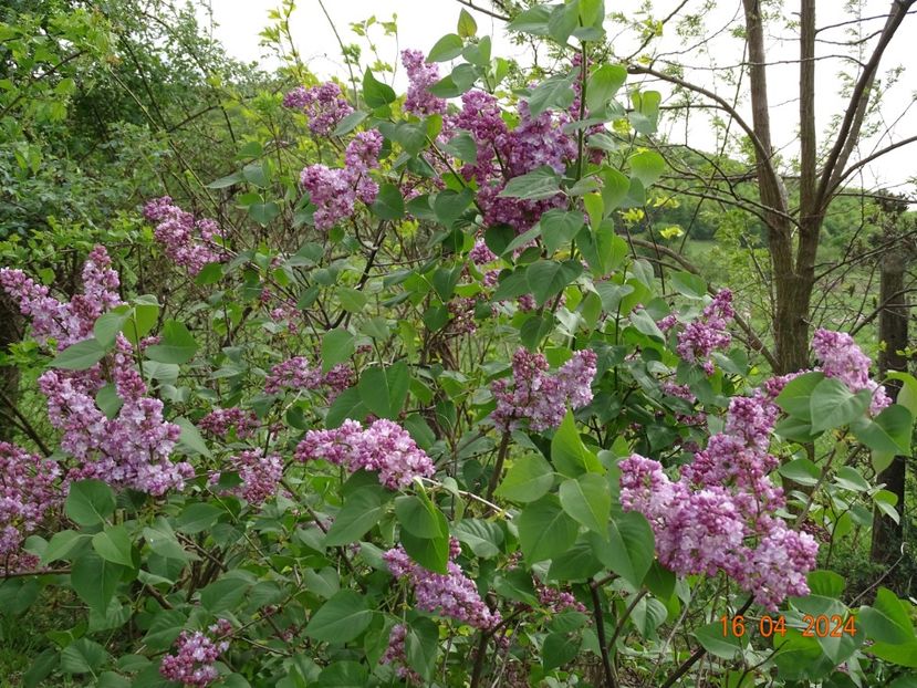 syringa Belle de Nancy - Dobarland 2024 3