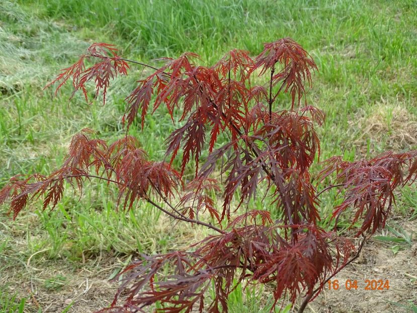 acer palmatum Garnet - Dobarland 2024 3