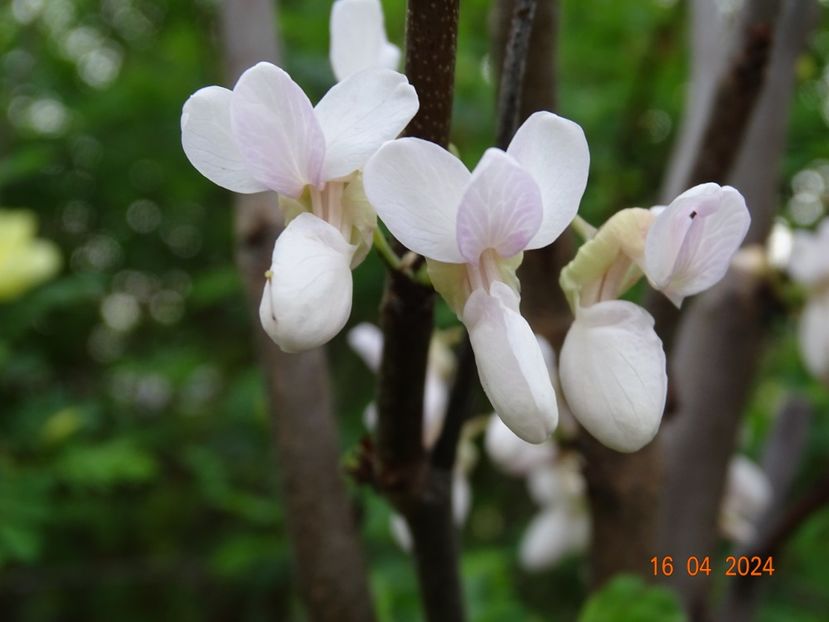 cercis canadensis - Dobarland 2024 3