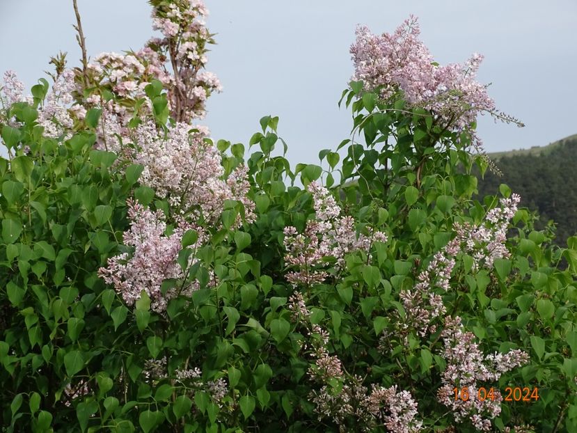 syringa California Rose - Dobarland 2024 3