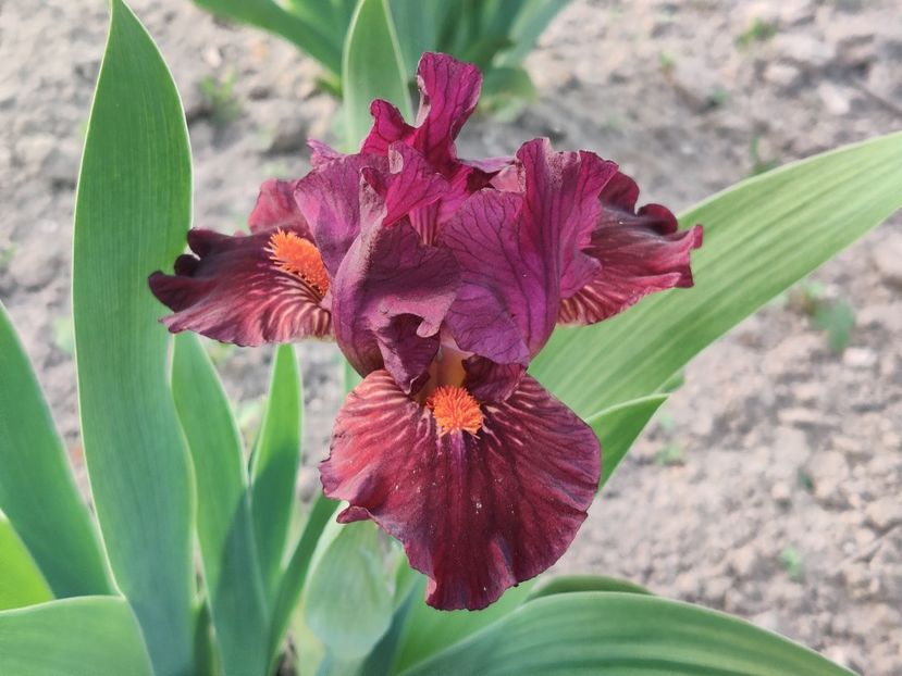 Matador's cape - Irisi pitici