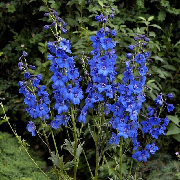 Delphinium -2 - DELPHINIUM