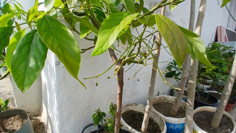 Frcte in formare avocado - Plante 2024