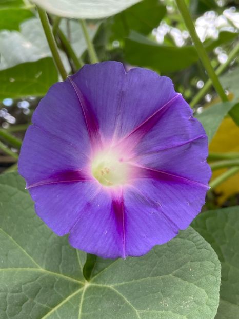 Morning Glory (2021, Sep.21) - ZORELE Ipomoea