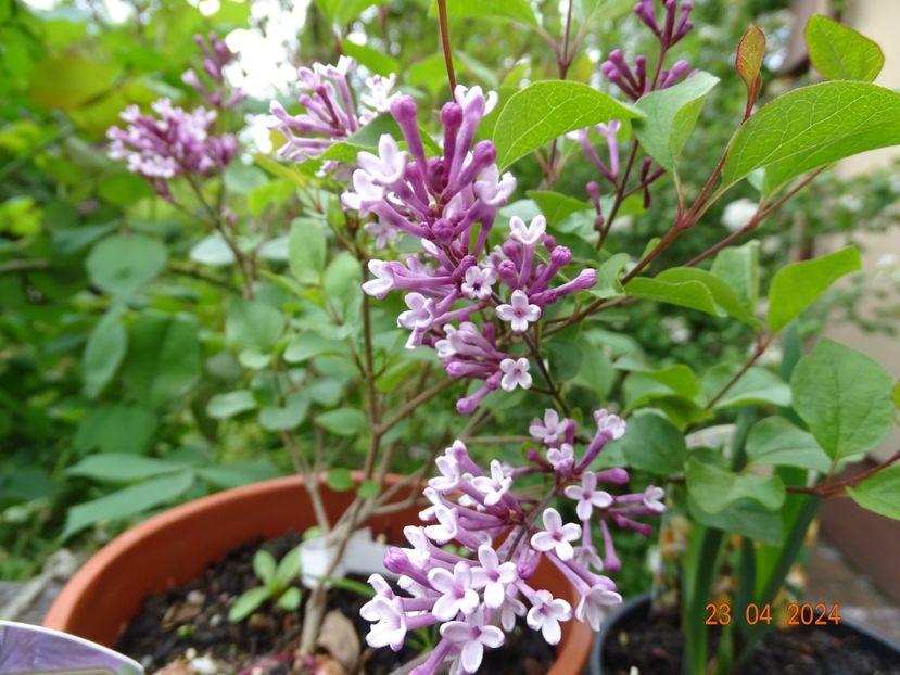 syringa meyeri Flowerfesta Purple - Copacei si arbusti 2024