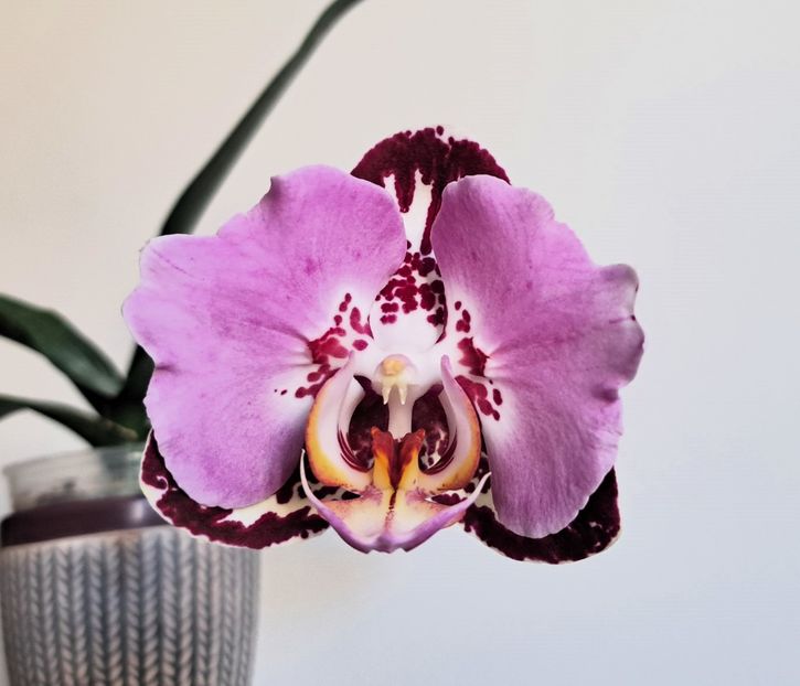  - Phalaenopsis 3