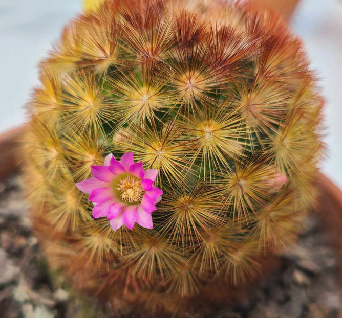 Mammillaria carmenae f rubrispina - Mammillaria carmenae f rubrispina