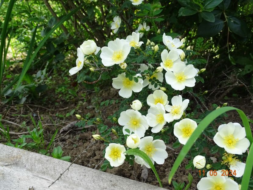 rosa spinosissima Repens - Trandafiri 2024