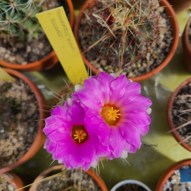 Thelocactus bicolor v. bolansis - 2024