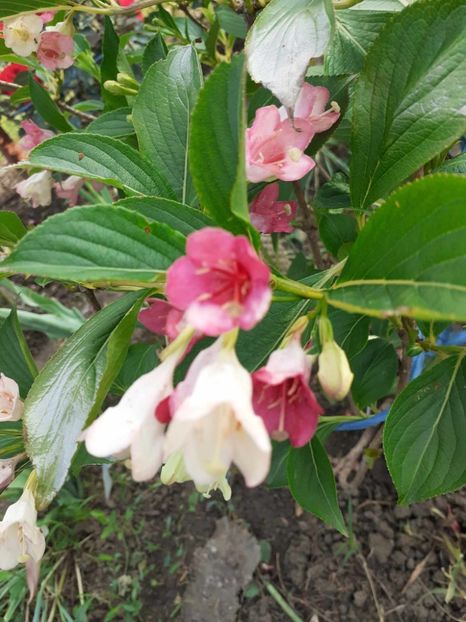  - 0 Weigela marjorie sau trilogy primavara 2024 din Belgia