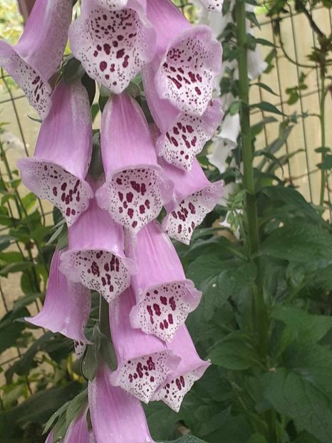  - 0 Digitalis