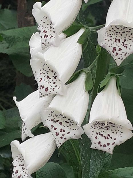  - 0 Digitalis