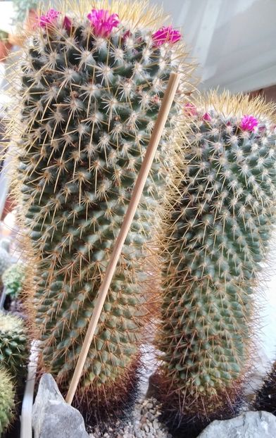 Mammillaria rhodantha - cactusi de vanzare
