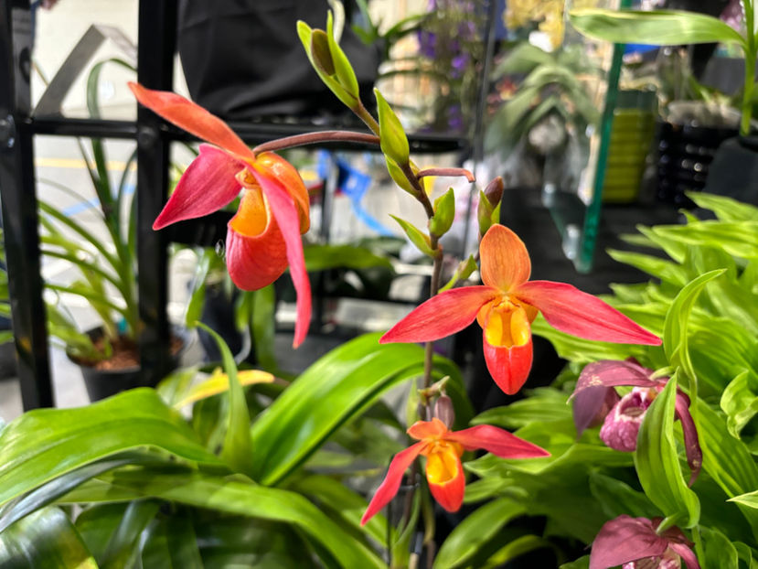  - Calgary Orchid Show 2024