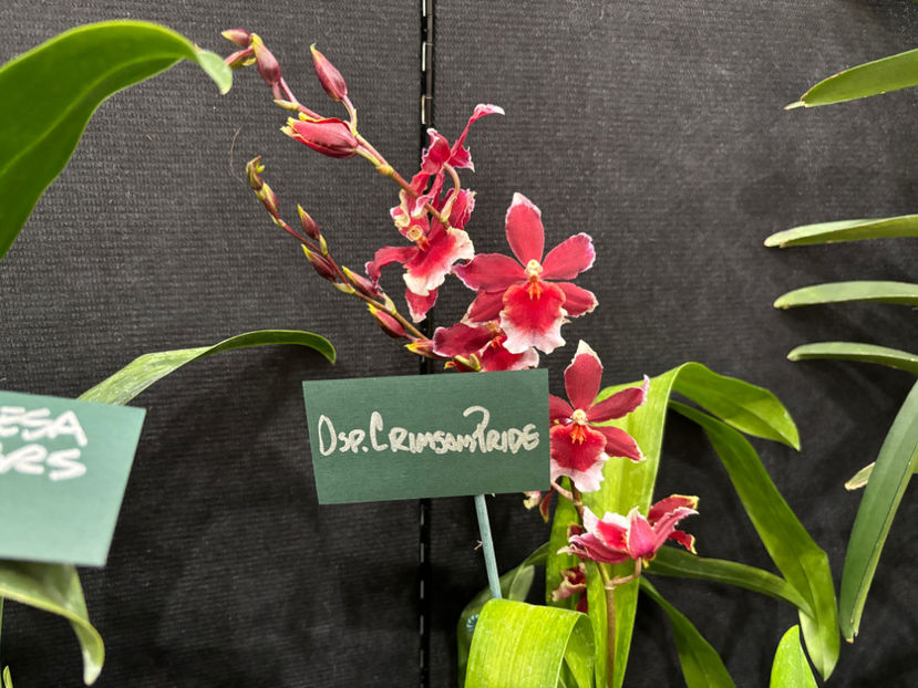  - Calgary Orchid Show 2024