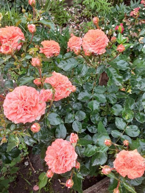  - Orangerie floribunda Kordes 2018-2019