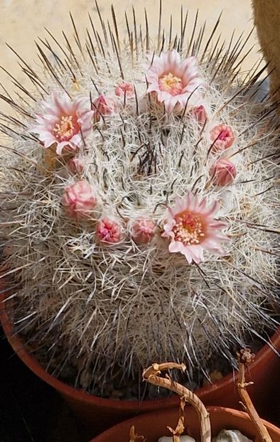  - Mammillaria