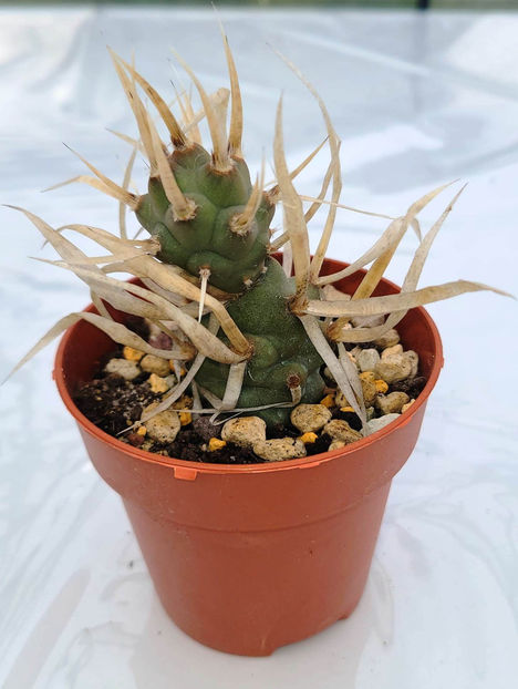 Tephrocactus articulatus papyracanthus - 15 lei - 1 Disponibil 2024