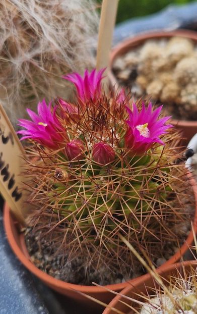 M. spinosissima - Mammillaria