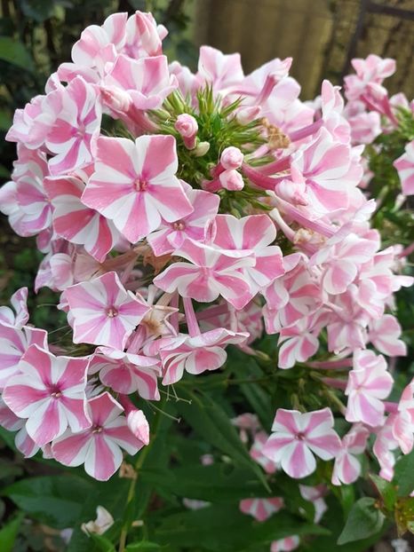  - 0 Phlox