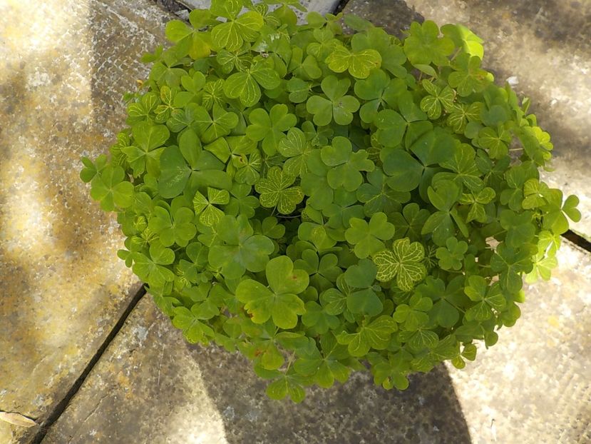  - oxalis corimbosa aureo