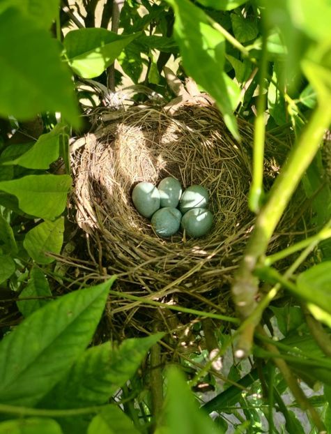 Cuib mierlă neagră - Gradina si terasa PrimaLuce_6-Animalutele noastre