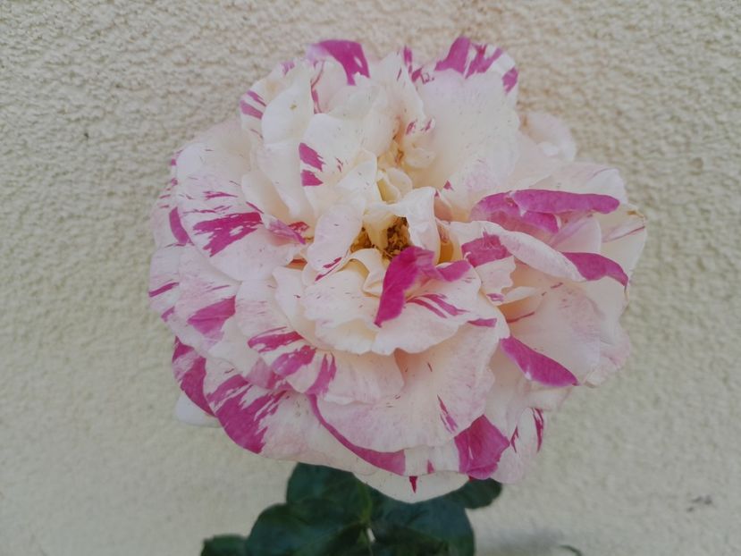 Vanilla f. - 2024 trandafiri