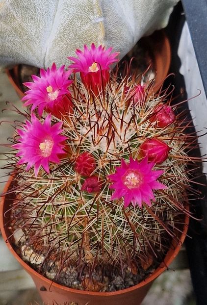  - Mammillaria