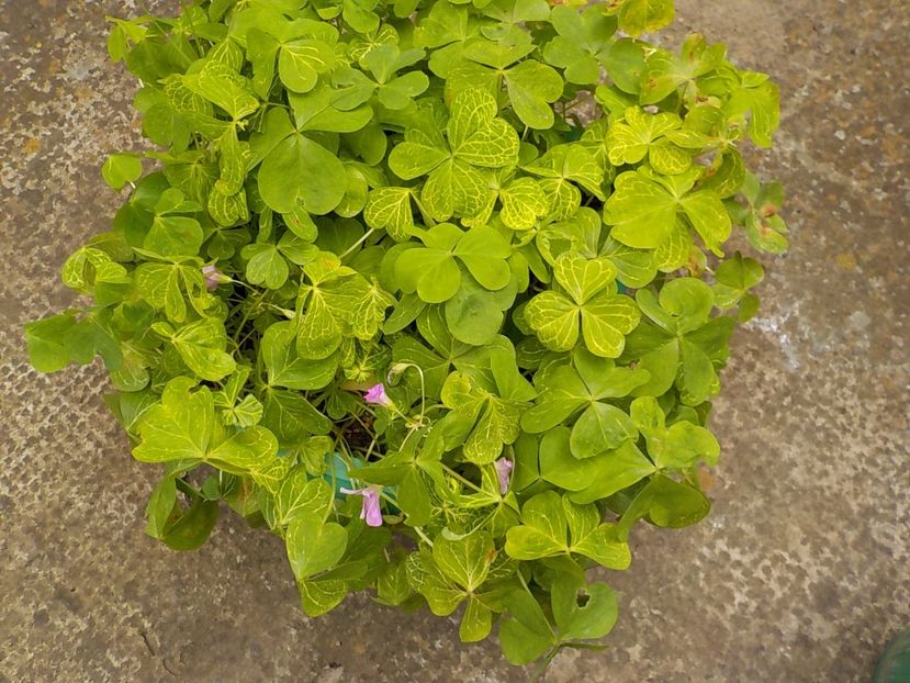  - oxalis corimbosa aureo