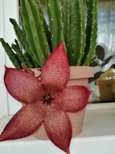  - Stapelia