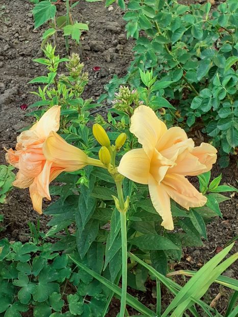  - 0001 HEMEROCALLIS - DELPHINUM