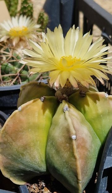 Astrophytum myriostigma nudum - Astrophytum