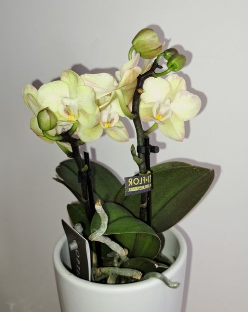  - Mini phalaenopsis