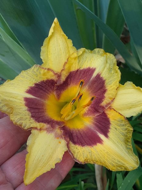  - 0001 HEMEROCALLIS - DELPHINUM