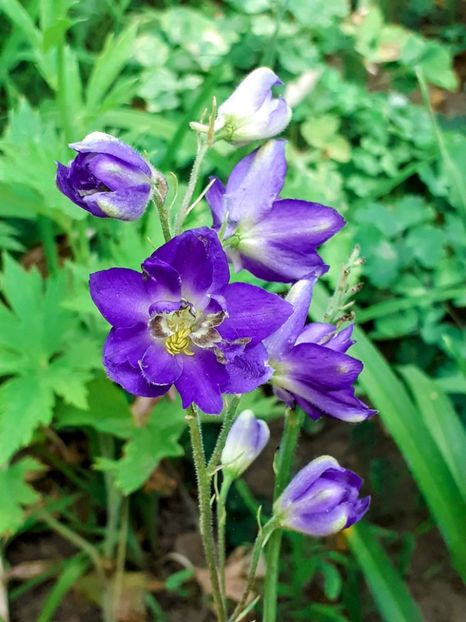 20240710_184315~2 - 0001 HEMEROCALLIS - DELPHINUM