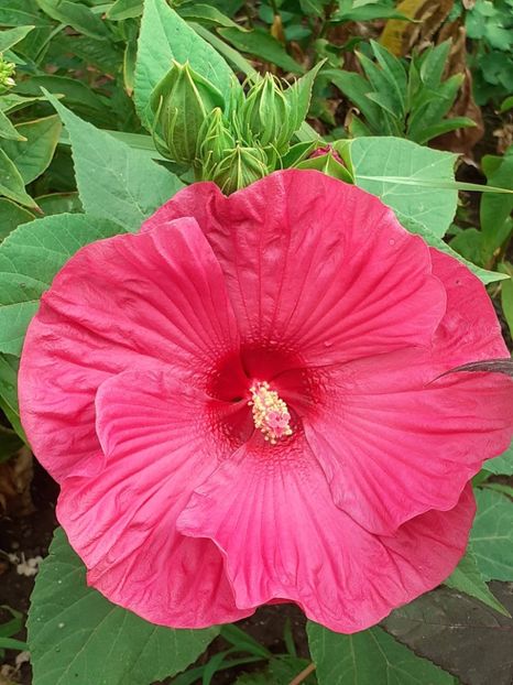  - Hibiscus Moschetuos