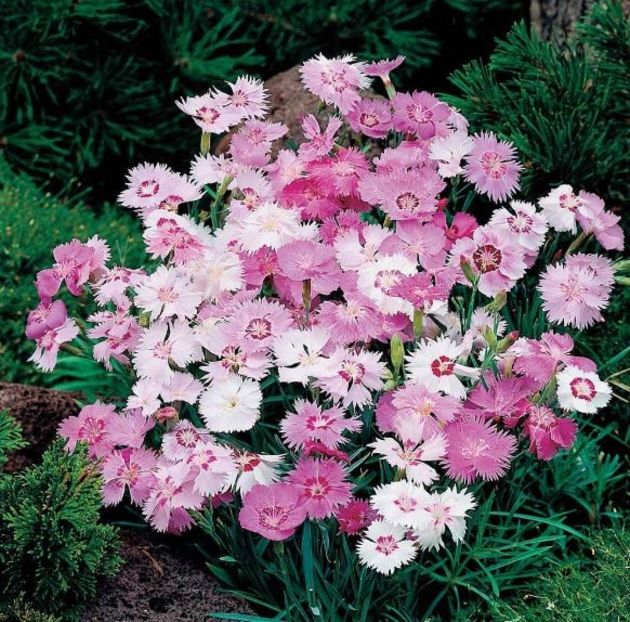  - SEMINTE GAROFITE - D 223 DIANTHUS PLUMARIUS MIX