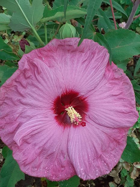  - Hibiscus Moscheutos