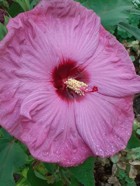  - Hibiscus Moschetuos