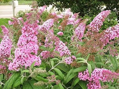 buddleja pink - aaPlante ornamentale disponibile