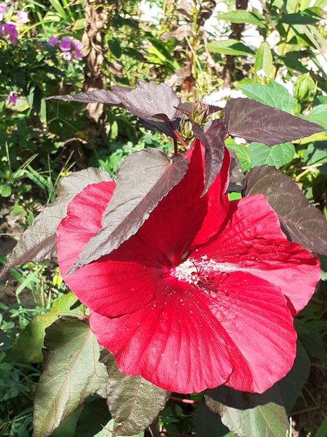  - Hibiscus Moschetuos