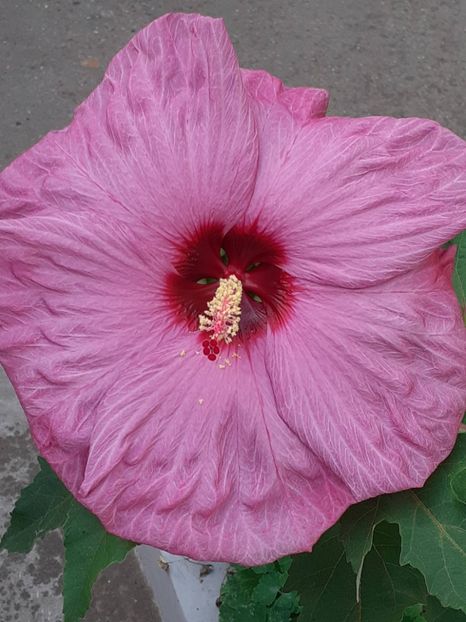  - Hibiscus Moschetuos