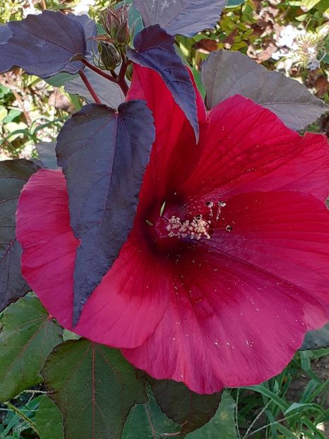  - Hibiscus Moschetuos